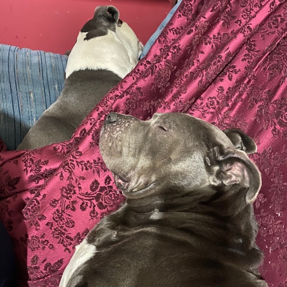 Meet your Posher, Alana - Picture 13 of 16